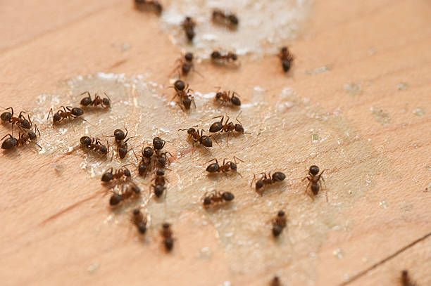 Best Pest Inspection Near Me  in Oakdale, CA