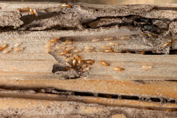 Best Exterminator Services  in Oakdale, CA